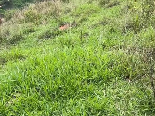 Terreno / Lote para Venda em Delfim Moreira/MG Zona Rural