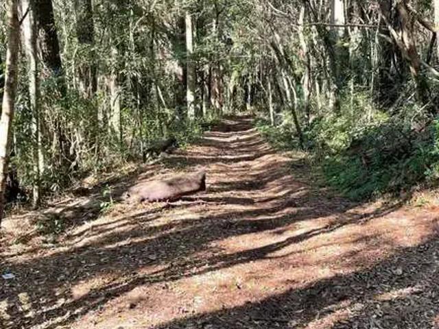 Terreno / Lote para Venda em Dois Irmãos/RS Travessão