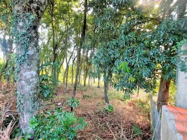 Terreno / Lote para Venda em Dois Irmãos/RS Vila Rosa