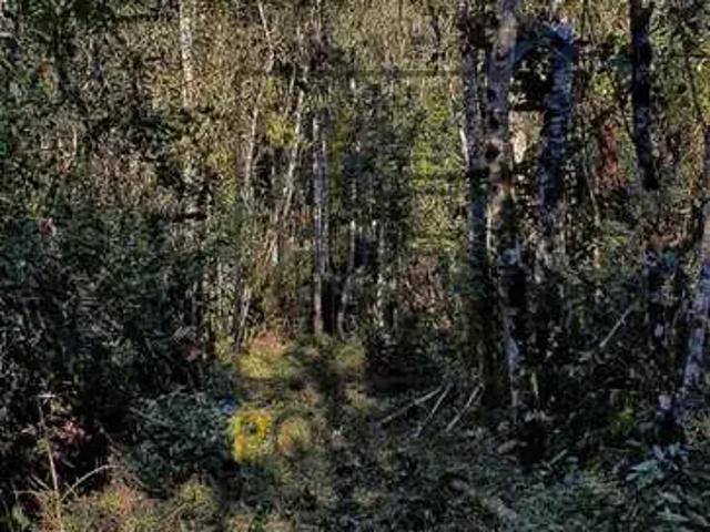 Terreno / Lote para Venda em Doutor Pedrinho/SC Zona Rural