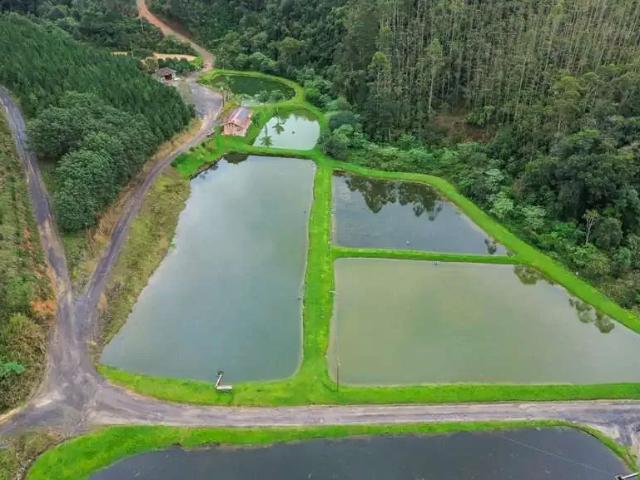 Terreno / Lote para Venda em Doutor Pedrinho/SC Centro