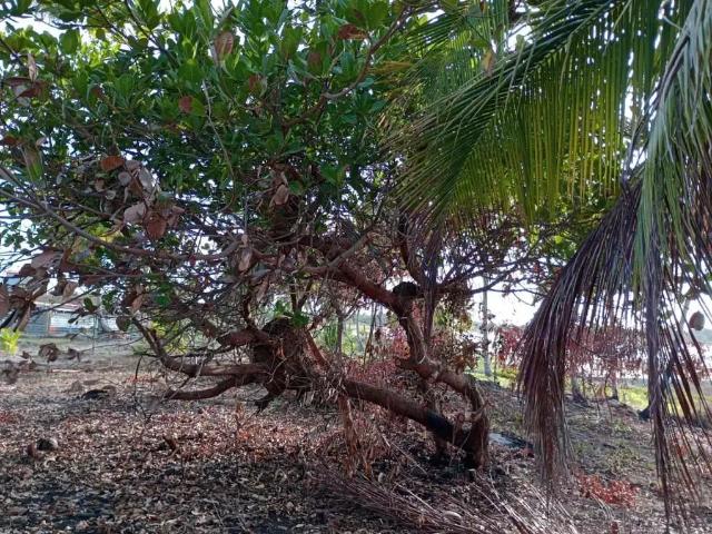 Terreno / Lote para Venda em Estância/SE Praia do Abais