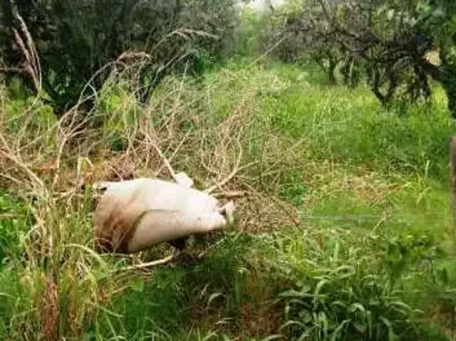 Terreno / Lote para Venda em Esteio/RS Vila São José