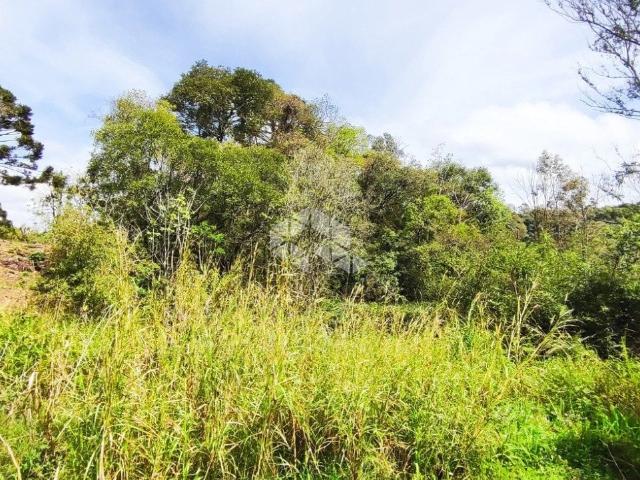 Terreno / Lote para Venda em Farroupilha/RS Nova Sardenha Distrito