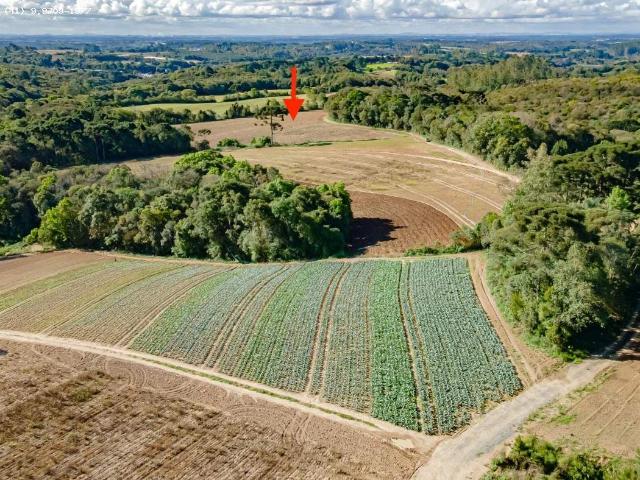 Terreno / Lote para Venda em Fazenda Rio Grande/PR Passo Amarelo