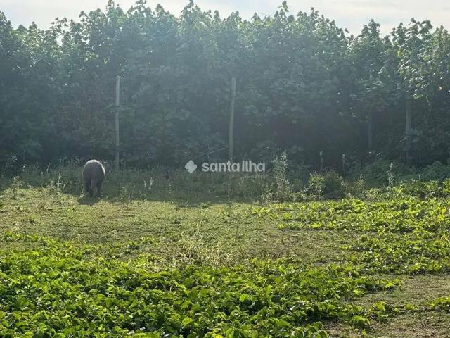 Terreno / Lote para Venda em Florianópolis/SC Carianos 1 Quartos