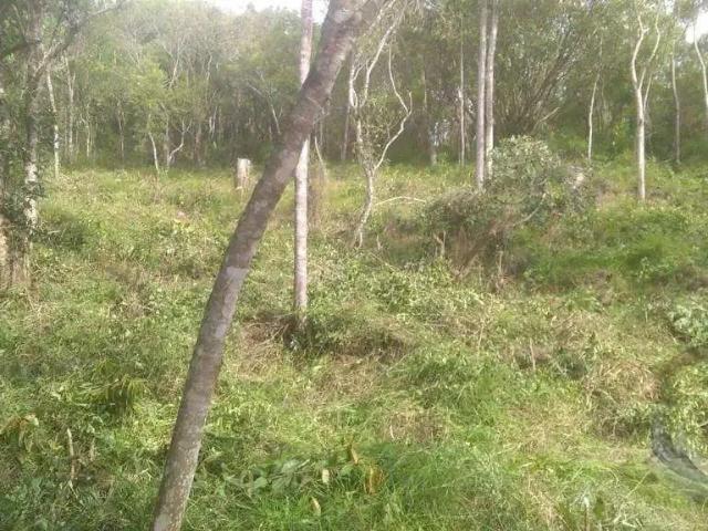 Terreno / Lote para Venda em Florianópolis/SC João Paulo