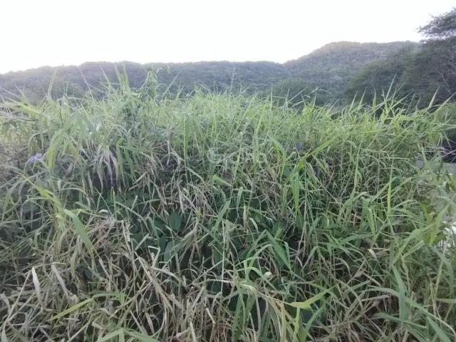Terreno / Lote para Venda em Florianópolis/SC Lagoa da Conceição