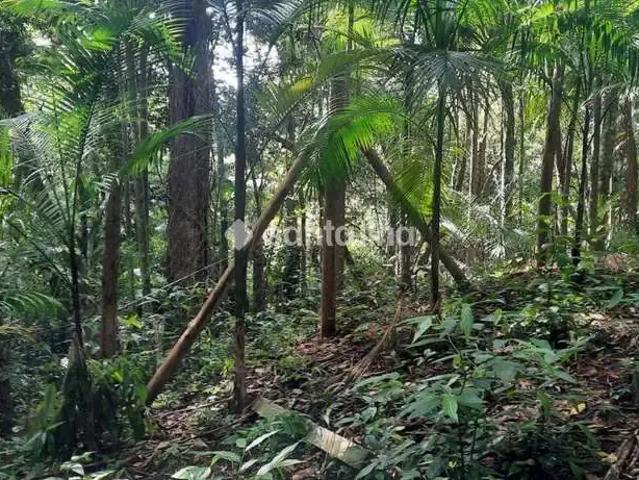 Terreno / Lote para Venda em Florianópolis/SC Pântano do Sul 1 Quartos