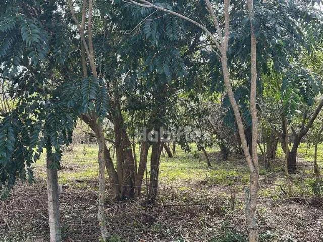 Terreno / Lote para Venda em Florianópolis/SC Pântano do Sul