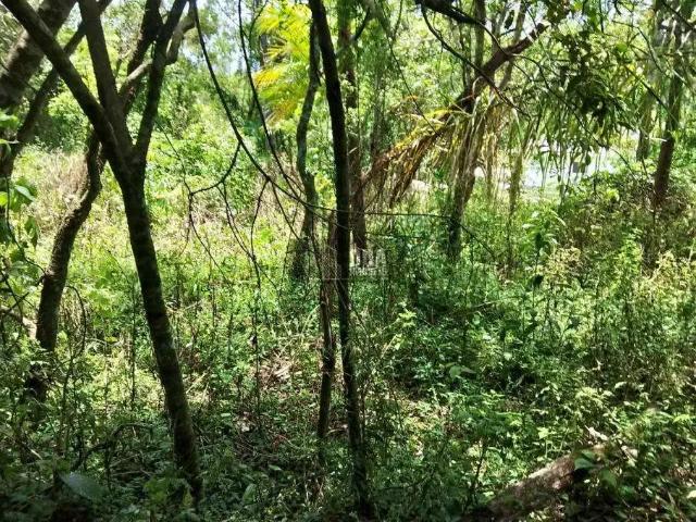 Terreno / Lote para Venda em Florianópolis/SC Ratones
