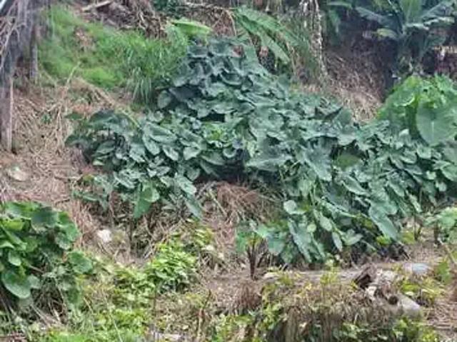 Terreno / Lote para Venda em Florianópolis/SC Trindade