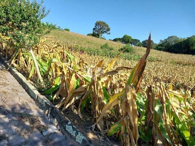 Terreno / Lote para Venda em Garibaldi/RS Integração