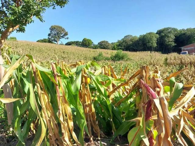 Terreno / Lote para Venda em Garibaldi/RS Integração