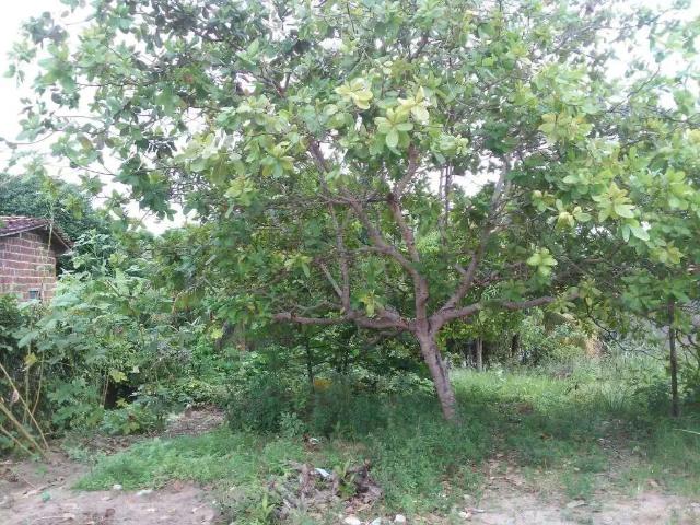 Terreno / Lote para Venda em Goiana/PE Tejucupapo
