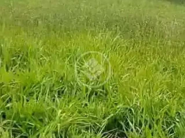 Terreno / Lote para Venda em Goianira/GO Residencial Lago Azul II