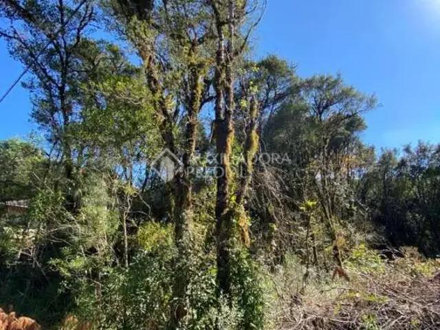 Terreno / Lote para Venda em Gramado/RS Carniel