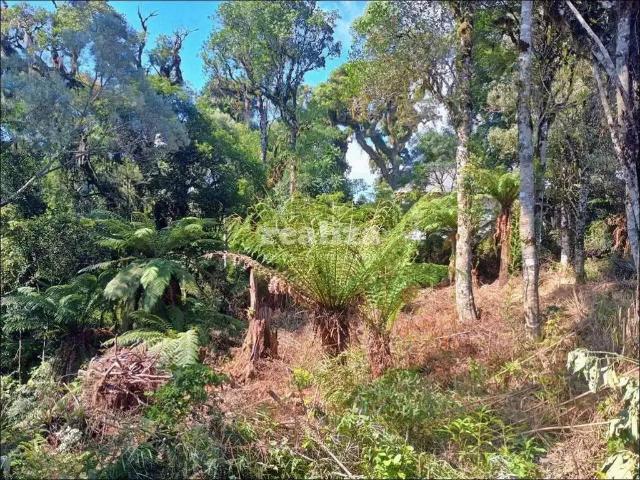 Terreno / Lote para Venda em Gramado/RS Carniel
