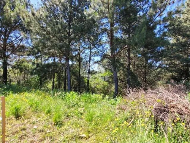 Terreno / Lote para Venda em Gramado/RS Dutra