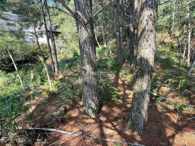 Terreno / Lote para Venda em Gramado/RS Vale das Colinas