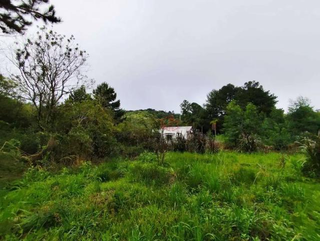 Terreno / Lote para Venda em Gramado/RS Vale dos Pinheiros