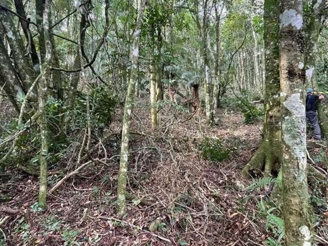 Terreno / Lote para Venda em Gramado/RS Linha Ávila
