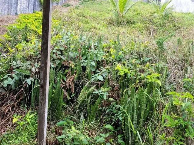 Terreno / Lote para Venda em Guarujá/SP Tombo