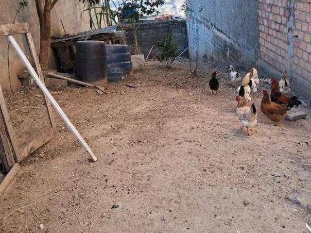 Terreno / Lote para Venda em Guarulhos/SP Mikail II