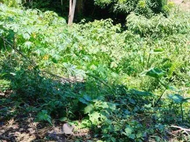 Terreno / Lote para Venda em Ilhabela/SP Siriuba