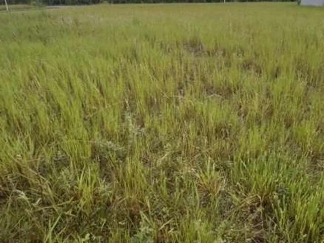 Terreno / Lote para Venda em Imbituba/SC Alto Arroio