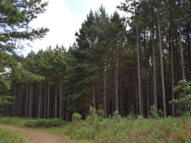 Terreno / Lote para Venda em Itaperuçu/PR Gregório Temczuk