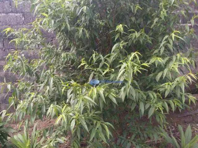 Terreno / Lote para Venda em Jacareí/SP Veraneio Ijal