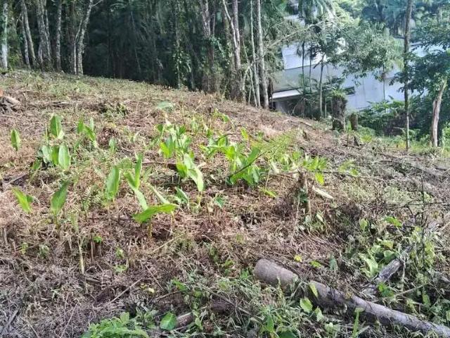 Terreno / Lote para Venda em Jaraguá do Sul/SC Vila Baependi
