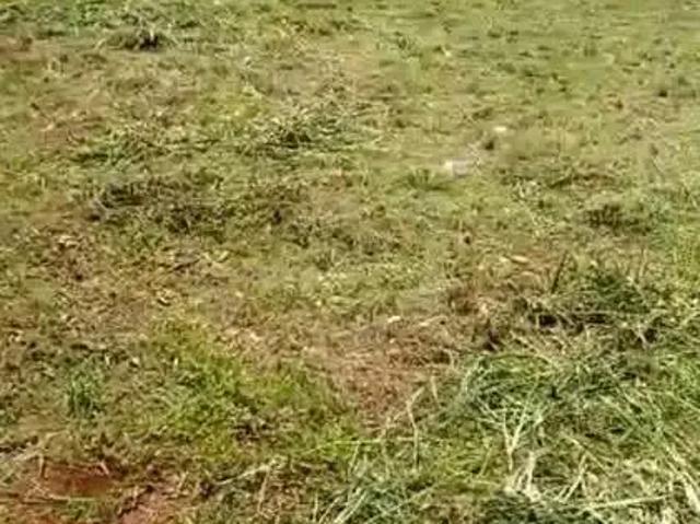 Terreno / Lote para Venda em Jardinópolis/SP Jardim das Aroeiras