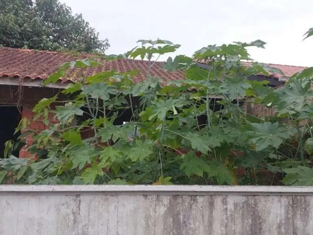 Terreno / Lote para Venda em Joinville/SC Boehmerwald