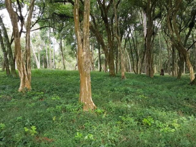 Terreno / Lote para Venda em Lapa/PR Centro