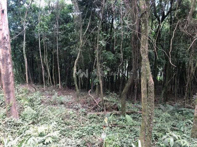 Terreno / Lote para Venda em Linha Nova/RS Canto Karling