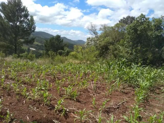 Terreno / Lote para Venda em Linha Nova/RS Centro