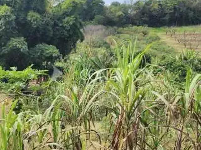 Terreno / Lote para Venda em Louveira/SP Abadia