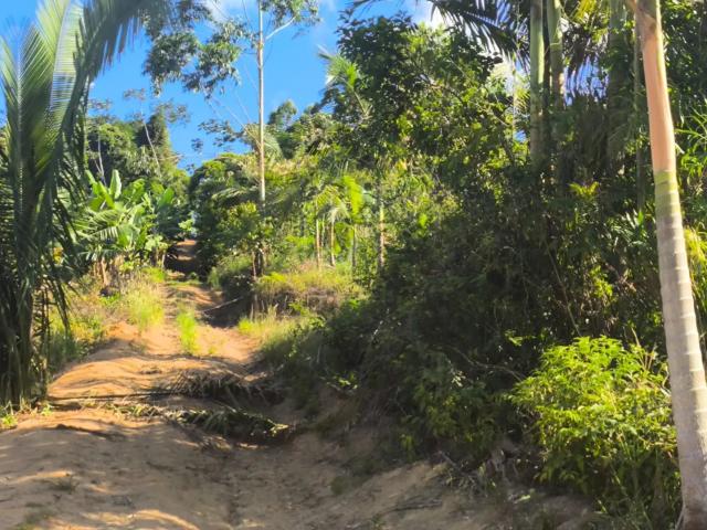 Terreno / Lote para Venda em Luiz Alves/SC Braço Miguel
