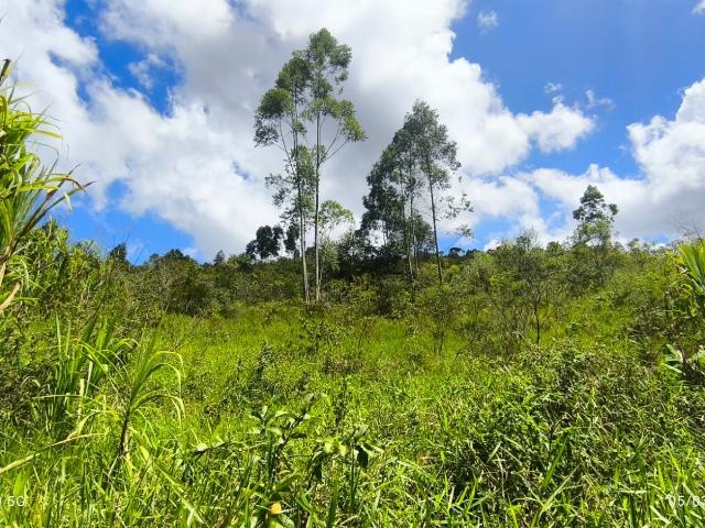 Terreno / Lote para Venda em Luiz Alves/SC Laranjeiras
