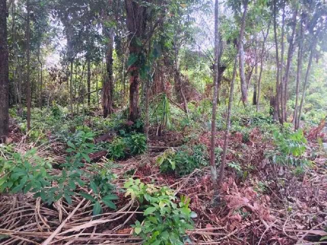 Terreno / Lote para Venda em Manaus/AM Ponta Negra