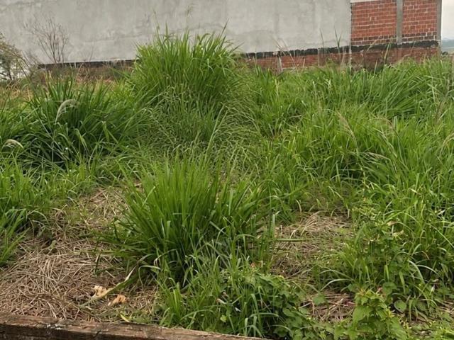 Terreno / Lote para Venda em Mandaguaçu/PR Zona Sul