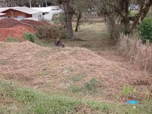 Terreno / Lote para Venda em Mandirituba/PR Colonia Lima