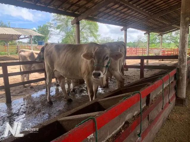 Terreno / Lote para Venda em Macaíba/RN Zona Rural