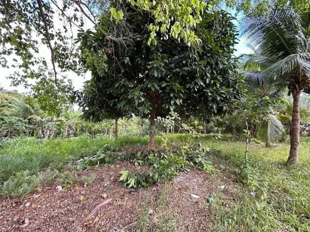 Terreno / Lote para Venda em Maraú/BA Taipus de Fora