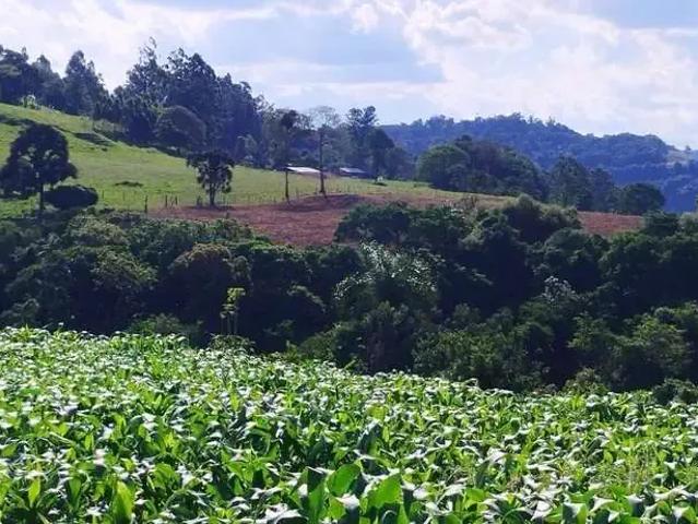 Terreno / Lote para Venda em Marema/SC Centro