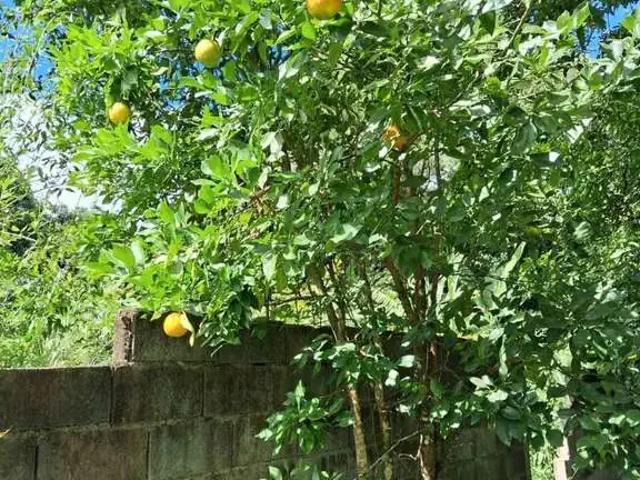 Terreno / Lote para Venda em Mariana/MG Monsenhor Horta