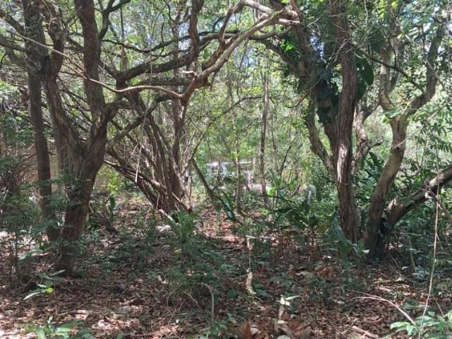Terreno / Lote para Venda em Mata de São João/BA Imbassai