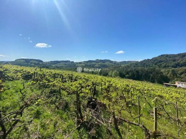 Terreno / Lote para Venda em Monte Belo do Sul/RS Zona Rural